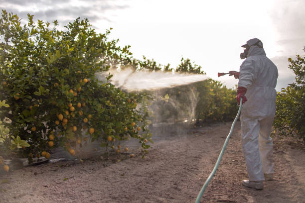 Best Ant Control Services  in Hermosa Beach, CA