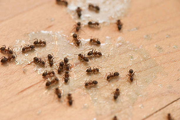 Hermosa Beach, CA Pest Control Company