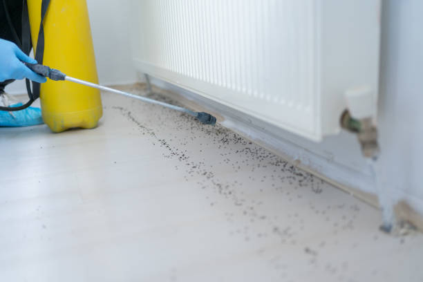 Best Pest Control Near Me  in Hermosa Beach, CA